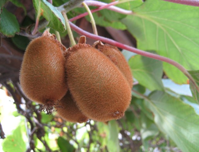 Kiwis
