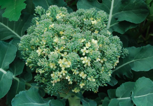 Broccoli