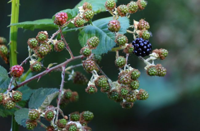 Blackberries