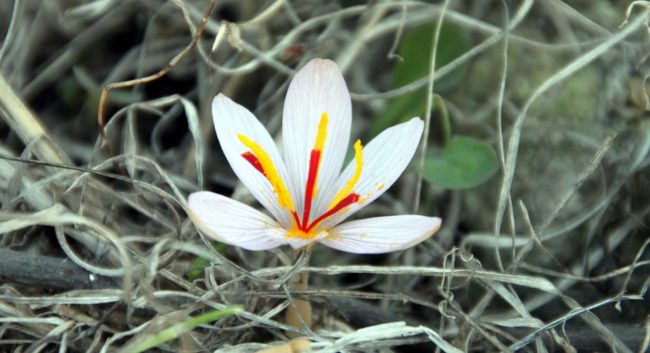 Saffron