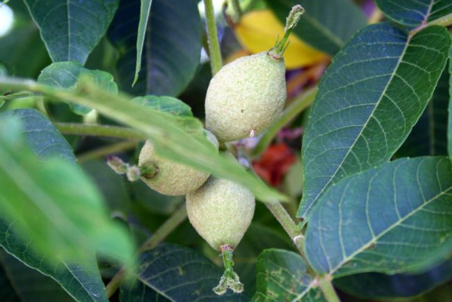 Walnuts
