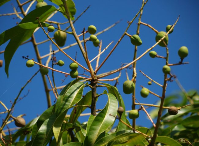 Mangoes