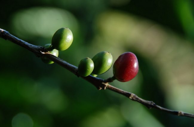Coffee