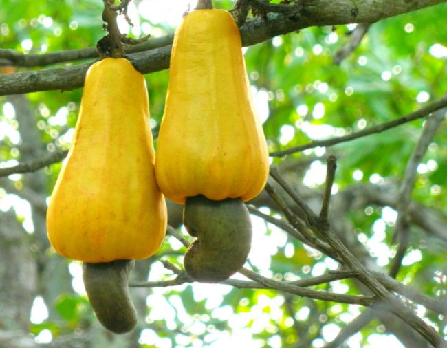 Cashews
