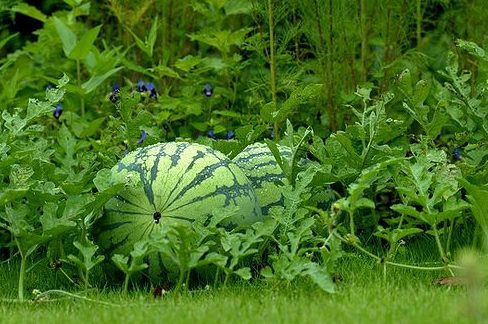 Watermelons