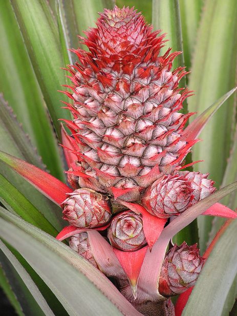 Pineapples