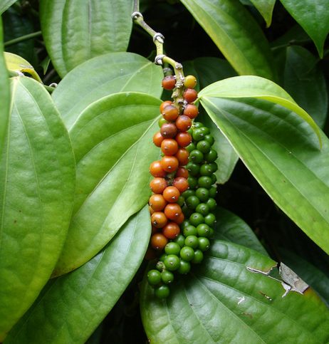 Black Pepper