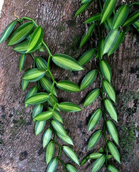 Vanilla Beans