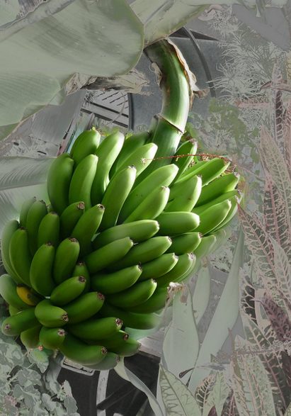 Bananas