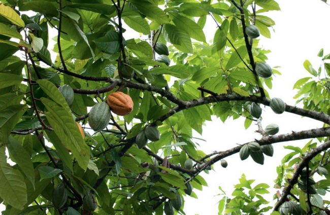 Cacao