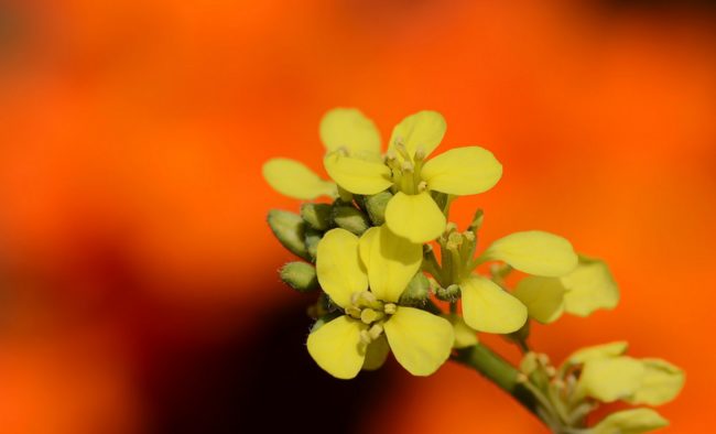Mustard