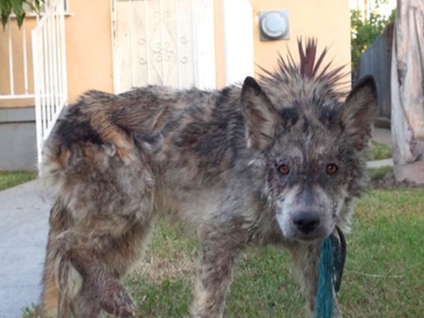 A few weeks ago, a Los Angeles woman noticed a homeless dog wandering the streets. She snapped a photo and immediately sent it to a local rescue group Hope for Paws. While the animal was in serious distress and poor health, there was something else curious about her - her species.