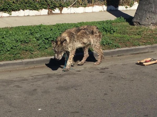 The disheveled animal appeared to be a wolf hybrid, a first for the local rescue. Nevertheless, the team jumped in the car and raced to find her.