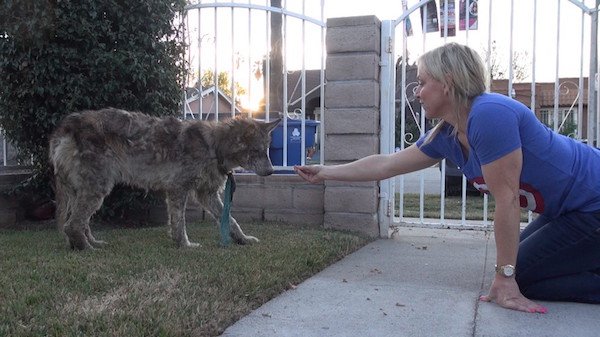 Upon arrival, the found the animal (later named Julia) entering a fenced yard and were fortunate enough to close the gate behind her. Unfortunately as they approached, they learned the situation was much worse than they thought.
According to Hope for Paws founder Eldad Hagar Julia was in dismal shape. "This poor girl was so swollen from infections. She was bleeding, pus was oozing from everywhere, and it's hard to see because of this coat, but she is just skin and bones."