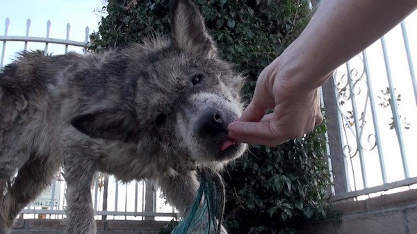 The only sign of Julia's past was a worn rope tied around her neck, indicating she'd likely been neglected to at a criminal level. She was initially very wary of the rescuers, but warmed up to them as they gave her treats.
