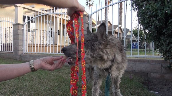 Eventually, the team was able to get a rope around her neck and worked to calm her down.