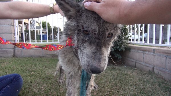 "Even though Julia was so skinny and starved, she took food so gently."
After a while, she even tentatively accepted gentle pets.