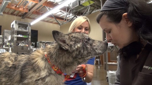 After a series of tests, they learned that Julia had demodectic mange, a condition which caused her to lose and and have inflamed skin.
