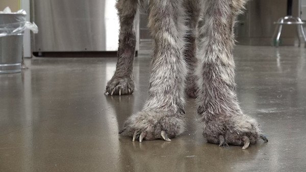 She also had severely overgrown nails, with sore and swollen paws.
