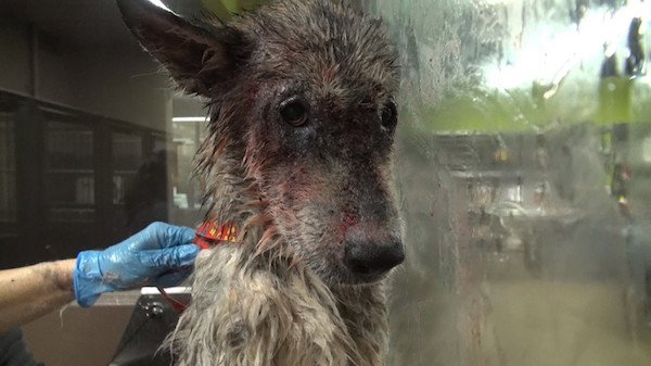 The sores and filth covering her body had also been hidden by her fur. Once the water hit her, it began to break down her scabs.