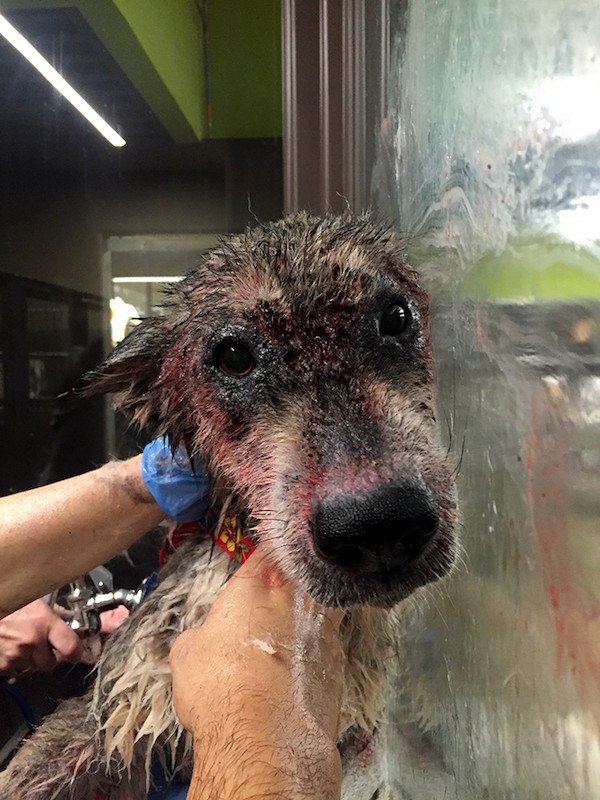 "Julia started bleeding from everywhere. As dirt and blood was coming down into the tub, Julia changed color from a grey and red to a black and yellow."