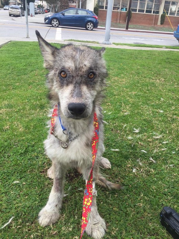 "Julia has special, calm, wise eyes. I don't know how to explain it, but it's something so special."
Once she's recovered, Julia will likely be placed in a foster home through A.R.T.N Paws Animal Rescue, alongside other wolf-hybrids.
