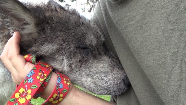 "Julia is still not wagging her tail — she just shows her appreciation by rubbing her head on me. What a special girl."
